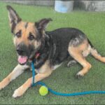An image of Ashley. Ashley is a Shepherd, German.