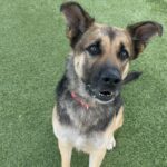 An image of Ashley. Ashley is a Shepherd, German.