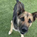 An image of Ashley. Ashley is a Shepherd, German.