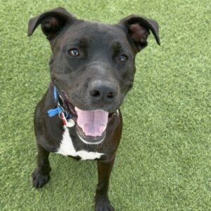 An image of Opie. Opie is a Retriever, Labrador.