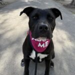 An image of Opie. Opie is a Retriever, Labrador.