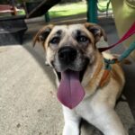 An image of Angel. Angel is a Retriever, Labrador/Mixed Breed (Medium).