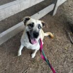 An image of Angel. Angel is a Retriever, Labrador/Mixed Breed (Medium).