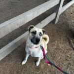 An image of Angel. Angel is a Retriever, Labrador/Mixed Breed (Medium).