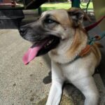 An image of Angel. Angel is a Retriever, Labrador/Mixed Breed (Medium).