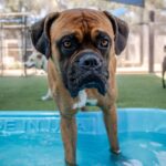 An image of Marty. Marty is a Boxer.