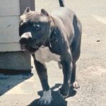 An image of Sapper. Sapper is a Terrier, American Pit Bull.