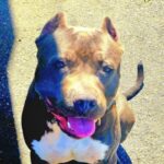 An image of Sapper. Sapper is a Terrier, American Pit Bull.