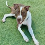 An image of Eric. Eric is a Terrier, Pit Bull/Mixed Breed (Medium).