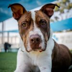 An image of Eric. Eric is a Terrier, Pit Bull/Mixed Breed (Medium).