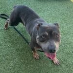 An image of Possum. Possum is a Terrier, Pit Bull.