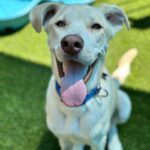 An image of Dean. Dean is a Shepherd/Mixed Breed (Medium).