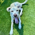 An image of Dean. Dean is a Shepherd/Mixed Breed (Medium).