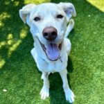 An image of Dean. Dean is a Shepherd/Mixed Breed (Medium).