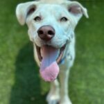 An image of Dean. Dean is a Shepherd/Mixed Breed (Medium).