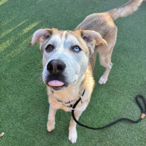 An image of Marshall. Marshall is a Husky, Siberian/Shepherd, German.