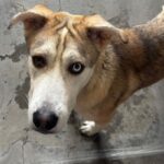 An image of Marshall. Marshall is a Husky, Siberian/Shepherd, German.