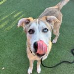 An image of Marshall. Marshall is a Husky, Siberian/Shepherd, German.