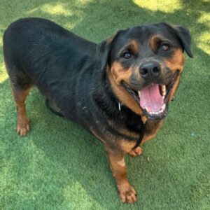 An image of Nigel. Nigel is a Rottweiler.