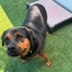 An image of Nigel. Nigel is a Rottweiler.