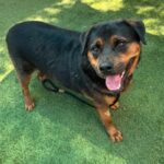 An image of Nigel. Nigel is a Rottweiler.