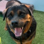 An image of Nigel. Nigel is a Rottweiler.