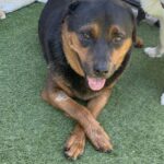 An image of Nigel. Nigel is a Rottweiler.
