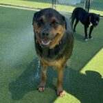 An image of Nigel. Nigel is a Rottweiler.