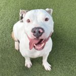 An image of Rocksteady. Rocksteady is a Terrier, Pit Bull.