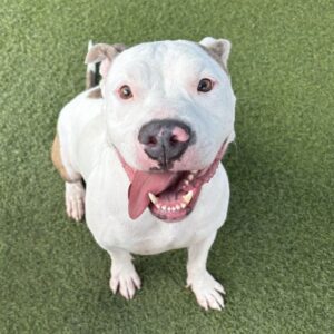 An image of Rocksteady. Rocksteady is a Terrier, Pit Bull.