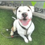 An image of Rocksteady. Rocksteady is a Terrier, Pit Bull.