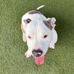 An image of Rocksteady. Rocksteady is a Terrier, Pit Bull.