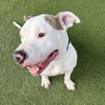 An image of Rocksteady. Rocksteady is a Terrier, Pit Bull.