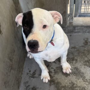 An image of Mateo. Mateo is a Terrier, Pit Bull.