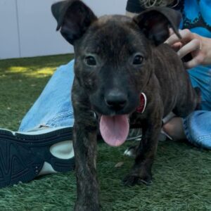 An image of Cleo. Cleo is a Terrier, Bull/Mixed Breed (Small).