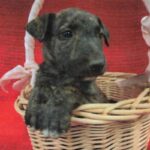 An image of Cleo. Cleo is a Terrier, Bull/Mixed Breed (Small).