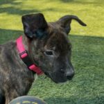 An image of Cleo. Cleo is a Terrier, Bull/Mixed Breed (Small).