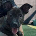 An image of Cleo. Cleo is a Terrier, Bull/Mixed Breed (Small).