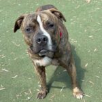 An image of Russet. Russet is a Terrier, Pit Bull/Mixed Breed (Medium).