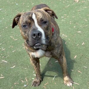 An image of Russet. Russet is a Terrier, Pit Bull/Mixed Breed (Medium).