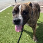 An image of Russet. Russet is a Terrier, Pit Bull/Mixed Breed (Medium).
