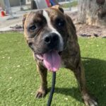 An image of Russet. Russet is a Terrier, Pit Bull/Mixed Breed (Medium).