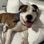 An image of Sparky. Sparky is a Terrier, Pit Bull.