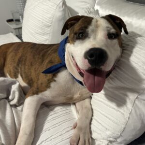An image of Sparky. Sparky is a Terrier, Pit Bull.