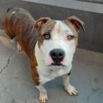 An image of Sparky. Sparky is a Terrier, Pit Bull.