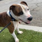 An image of Sparky. Sparky is a Terrier, Pit Bull.