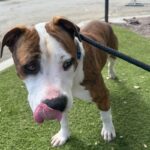 An image of Sparky. Sparky is a Terrier, Pit Bull.