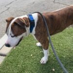 An image of Sparky. Sparky is a Terrier, Pit Bull.