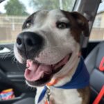 An image of Sparky. Sparky is a Terrier, Pit Bull.