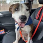 An image of Sparky. Sparky is a Terrier, Pit Bull.